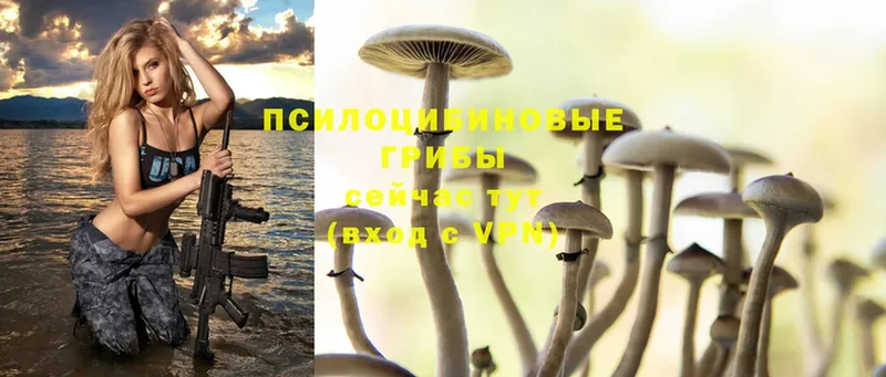 Псилоцибиновые грибы Cubensis  где найти   Покачи 